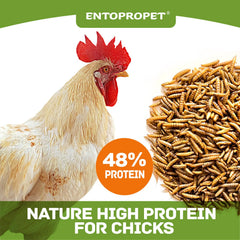 Entopropet dried larvae texture close-up showing high-protein, nutrient-dense quality