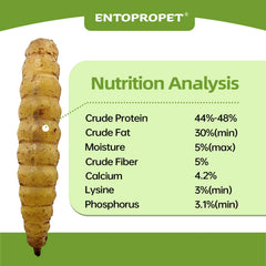 Entopropet larvae being served in a chicken coop encouraging natural foraging