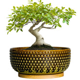 EPFamily ceramic planter front view showing modern shape and decor benefit