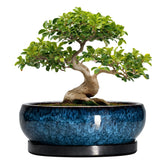 EPFamily blue pot front view showing elegant glaze and shape, enhances decor