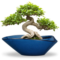 EPFamily blue bonsai pot front view showing clean modern profile and color benefit