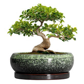 EPFamily ceramic bonsai pot front view shows elegant glazed finish and stable base