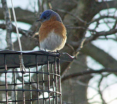 Erva close-up of dishwasher-safe blue glass mealworm cup for easy cleaning benefit