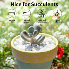 FANTIAN pebbles in planter, highlights clean top-dressing benefit
