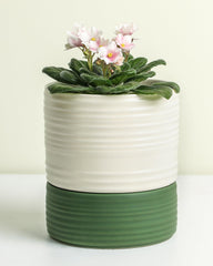 Fayoula front view white matte pot showing minimalist look and stable base