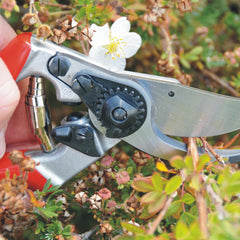 FELCO F9 in use pruning a rose bush for accurate, comfortable cuts