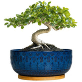 Fivepot front view blue planter showing modern round design and stability