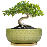 Fivepot front view of 8-inch ceramic bonsai pot showing shape and finish, stylish display benefit