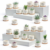 Fumete front view of 24-set boxed planters showing neat presentation and gifting convenience
