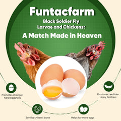 Funtacfarm bowl of larvae being offered to chickens encouraging feeding