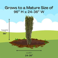 Generic Holly Sky Pencil beside person demonstrating height and narrow footprint