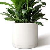 Giraffe Creation front view of white 12 inch cylinder planter showing modern shape and clean finish