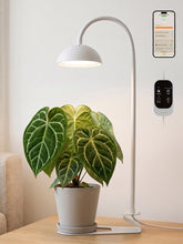 GLOWRIUM front view showing full lamp and compact base for small spaces