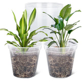 GREANER front view of clear planter showing clean transparency and easy monitoring benefit