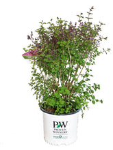 Green Promise Farms Bloomerang Dark Purple front view showing deep purple blooms and rounded habit