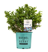 Green Promise Farms Bushel and Berry front view showing healthy shrub and benefits of nursery-grown stock