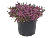 Green Promise Farms Erica Kramer's Red front view showing mounding habit and container readiness