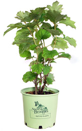 Green Promise Farms HYDRANGEA QUE. 'ALICE' front view showing full shrub and blooms — attractive landscape focal point