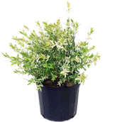 Green Promise Farms Hakuro Nishiki front view showing variegated foliage and compact habit