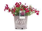 Green Promise Farms Rosa Red Drift front view showing compact habit and bright blooms