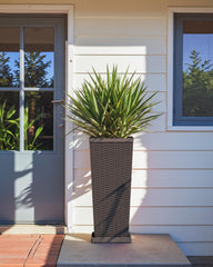 Greesum planter with fiddle leaf fig showing probiotic growth space and decor appeal