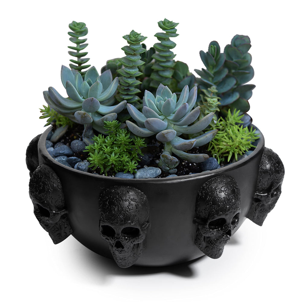 GUTE skull planter front view showing skull face and balanced shape, stylish display