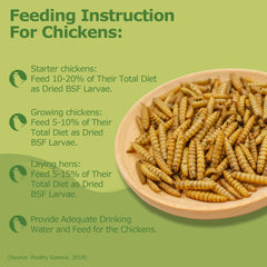 HARTOMPET bowl of larvae being served to chickens for nutrition