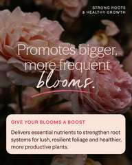 Heirloom Roses granules settling into the root zone after watering to support stronger roots
