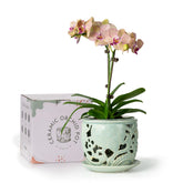 HERDUK sky blue ceramic pot front view showing elegant finish and stability