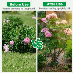 HEYTIMI peony cage holding large bloom demonstrating flower protection benefit