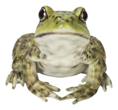 HI-LINE bullfrog front view showing lifelike detail and decorative impact