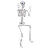 Hibsotco front view of full skeleton showing height and realistic pose benefit