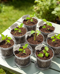 homenote side view revealing root visibility and easier watering decisions