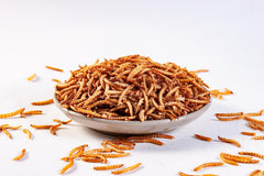 I LOVE WORMS mealworms in a bird dish demonstrating easy serving and attraction