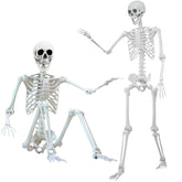 IDMOP front view of full 5.4 ft skeleton showing realistic bone shape and scale