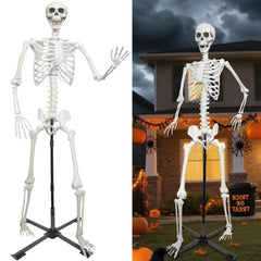 IDMOP skeleton front view showing life-size realism and spooky appeal