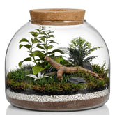iplusmile front view of clear glass terrarium showing minimalist decor benefit
