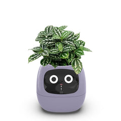 Itigoitie front view purple planter showing sleek design and convenience