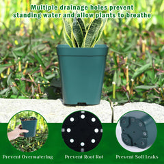 June Fox pots on a tray with young seedlings demonstrating organized propagation