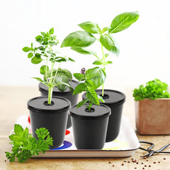 Kiicii top view showing 24 grow sponges seated in lids for quick seed starts benefit