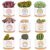 Kolewo4ever front packaging showing nine boxed pots and gift-ready presentation