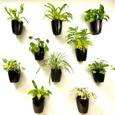 LáLáGreen front view of ten black hanging planters showing space-saving display
