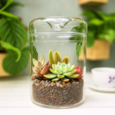 LáLáGreen front view glass terrarium showing clean lines and plant-ready space