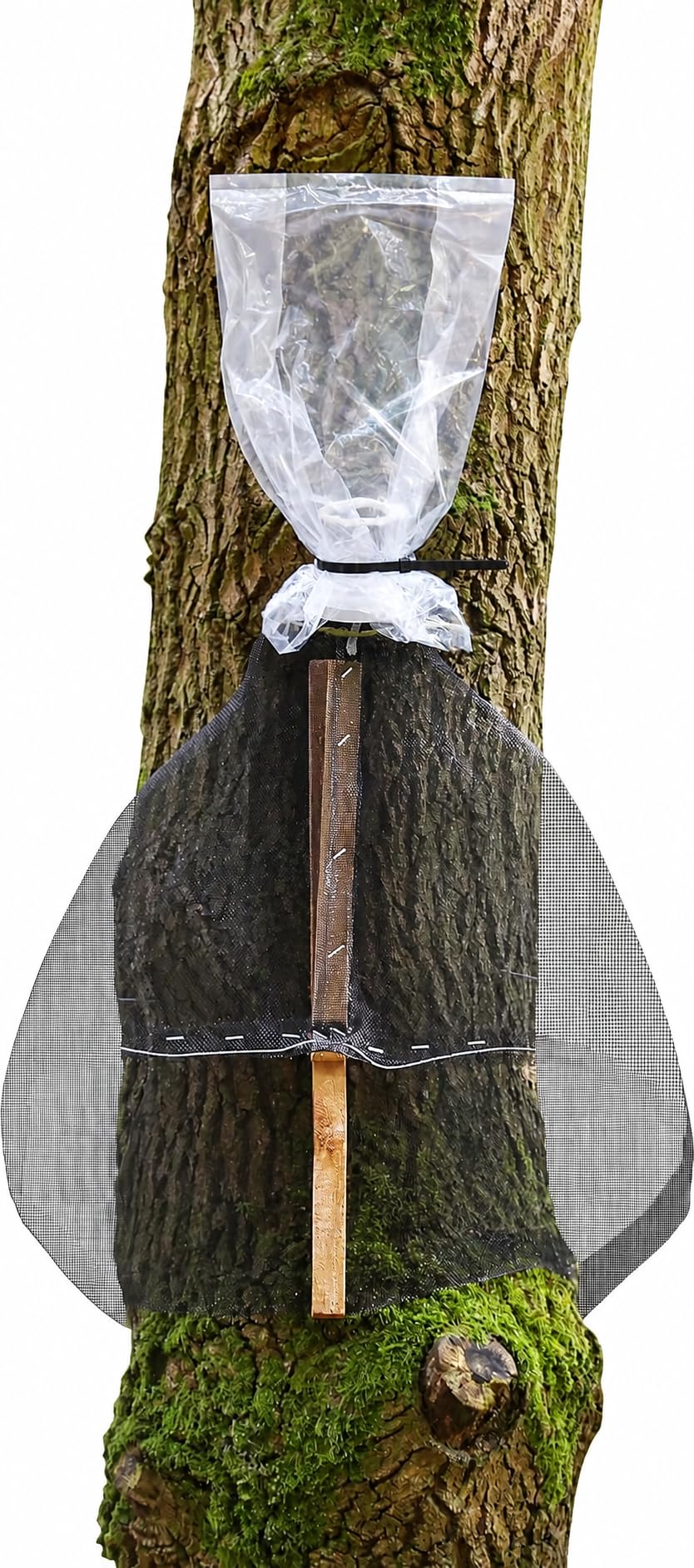LanternFly Trap Co front view installed on tree trunk showing easy setup and capture