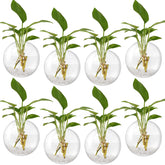 Layhit front view of eight clear wall planters showing set and packaging benefit display