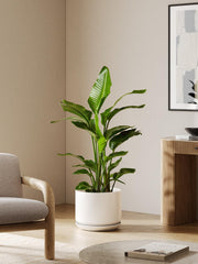 LE TAUCI close-up of smooth glazed ceramic surface highlighting easy-clean finish