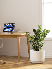 LE TAUCI pot with snake plant showing scale and sturdy support for taller foliage