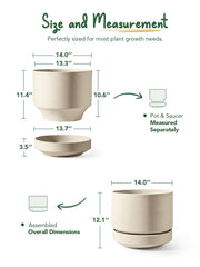 LE TAUCI wide opening showing scale with a ruler and plant for repotting clarity
