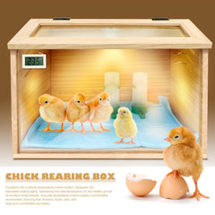 LIAQICHA interior with chicks showing visibility and cozy warmth