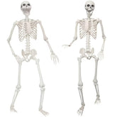 Lodou front view of two skeletons showing full set for instant display
